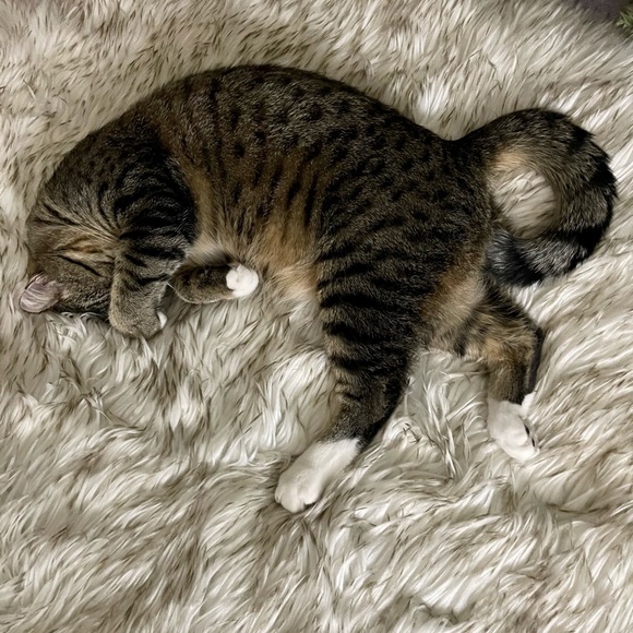 Meet your Posher, Brenda - Picture 6 of 8